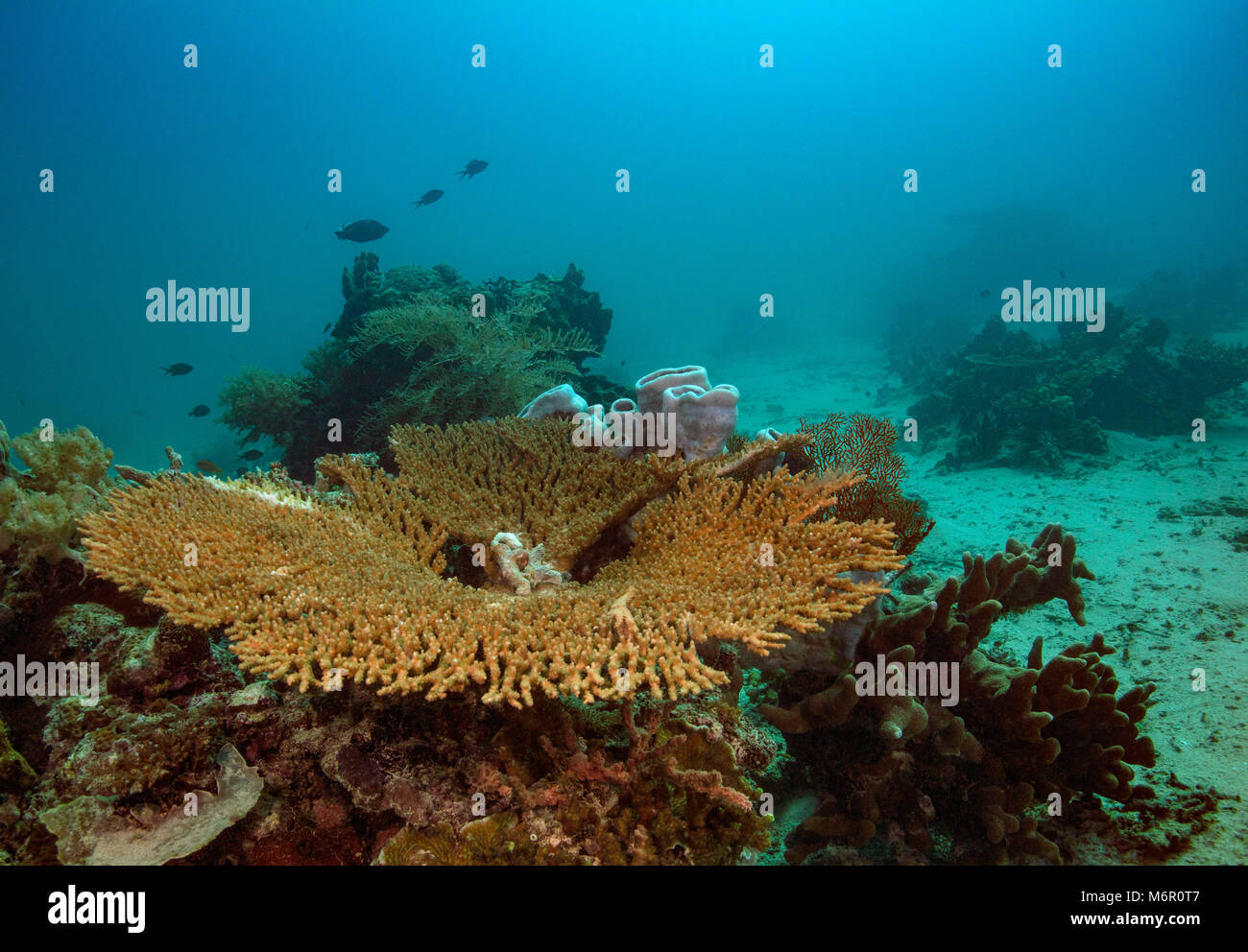 Table coral (Acropora). Picture was taken in the Celebes sea, Indonesia Stock Photo