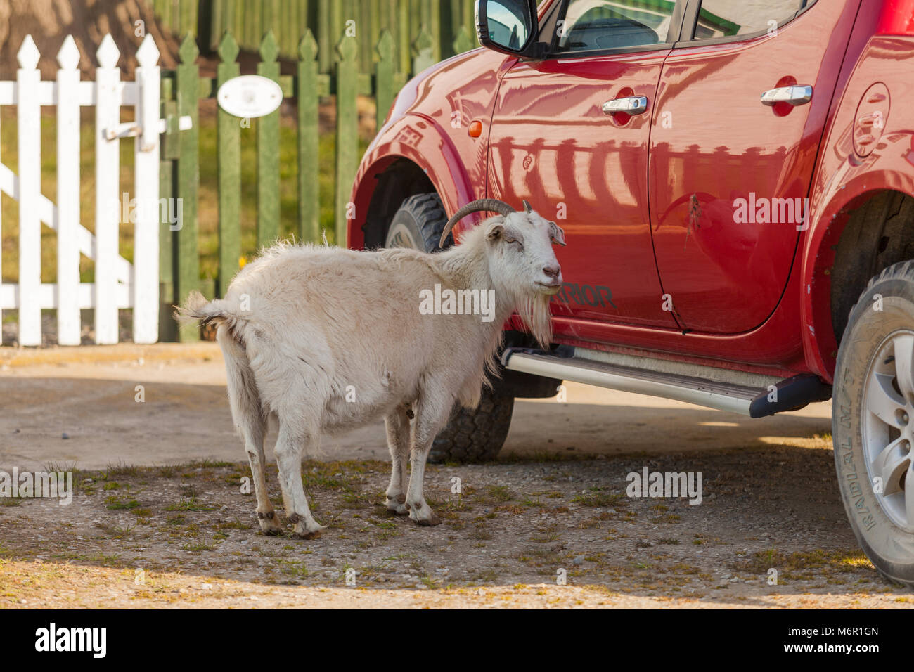 Goat at Goose Green, Falkland Islands Stock Photo