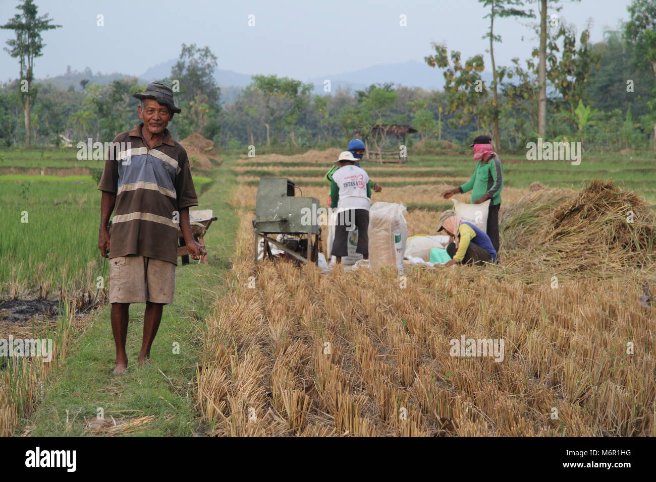 Indonesian Farmer in Rice Field in East Java Indonesia Stock Photo - Alamy