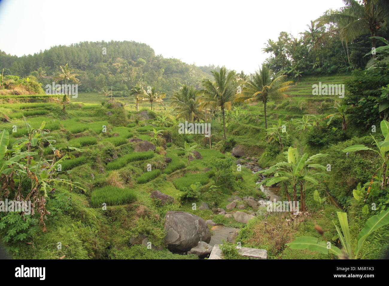 Java rice fields hi-res stock photography and images - Alamy