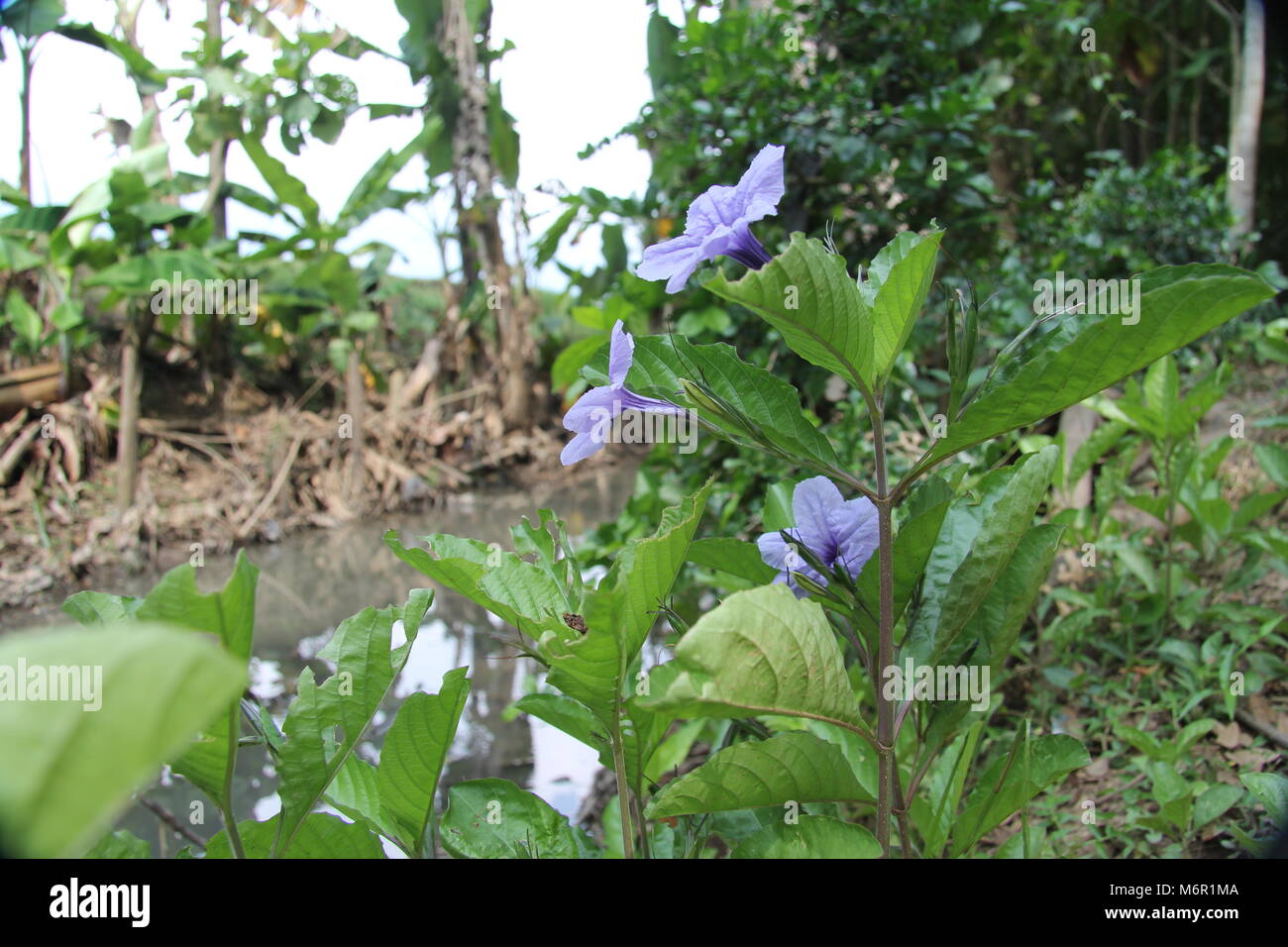 Wild Purple Lilac flower in forest, stream flowing past. Slahung, East ...