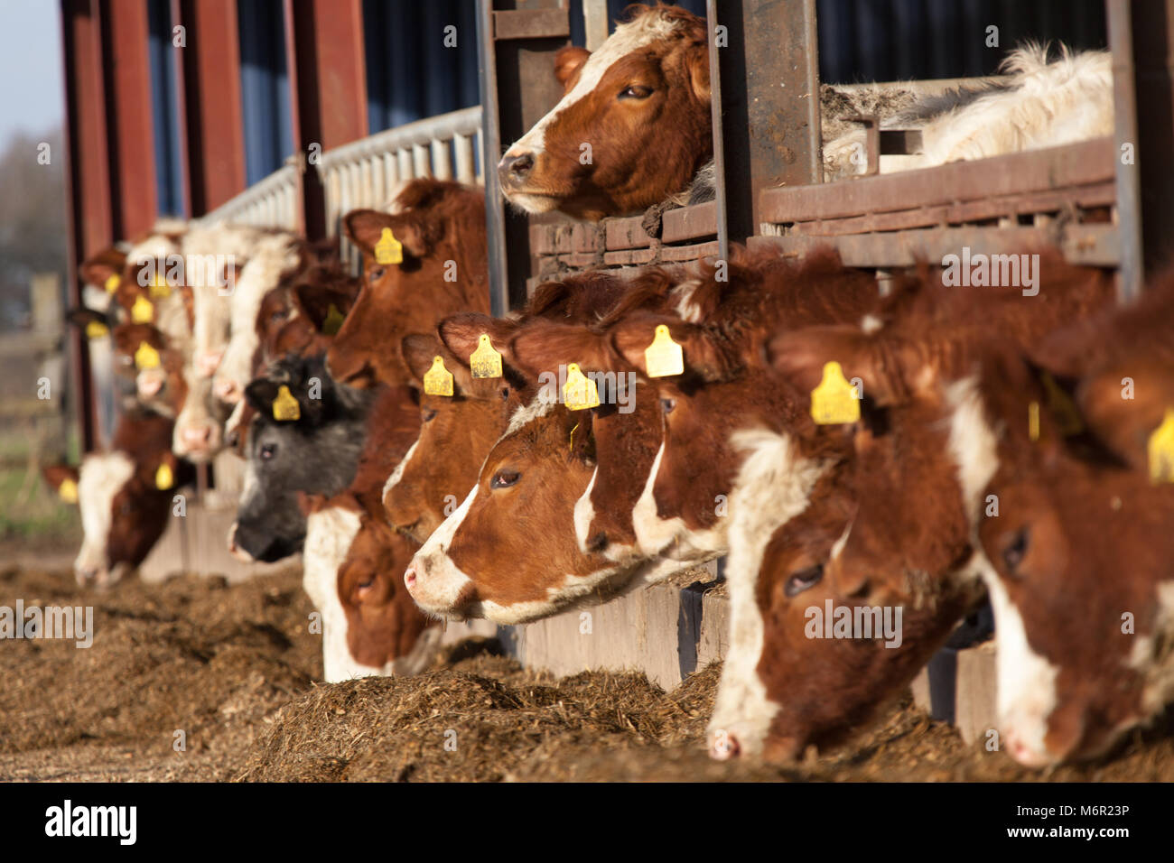 Close up view of a herd of cows feeding in a barn over the winter period. The scene was captured on an English farm in the county of Cheshire. Stock Photo