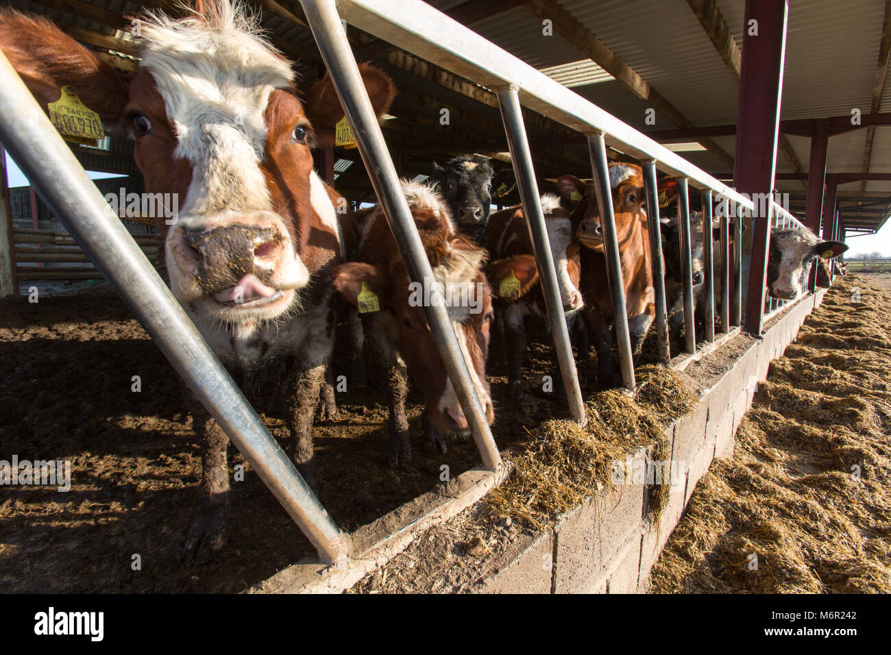 Close up view of a herd of cows feeding in a barn over the winter period. The scene was captured on an English farm in the county of Cheshire. Stock Photo