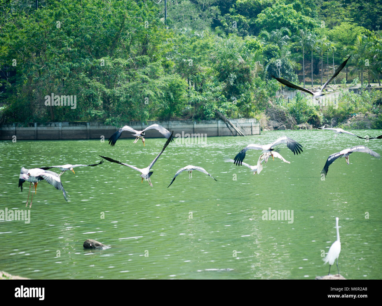 Flying painted storks over lake Stock Photo