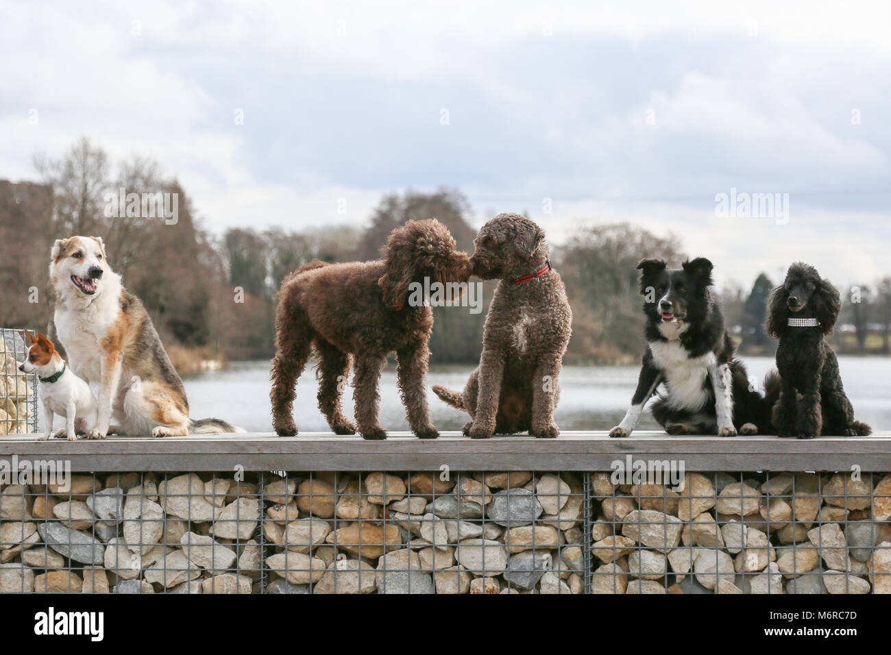 Pure breed dogs at Crufts 2018 uk Stock Photo