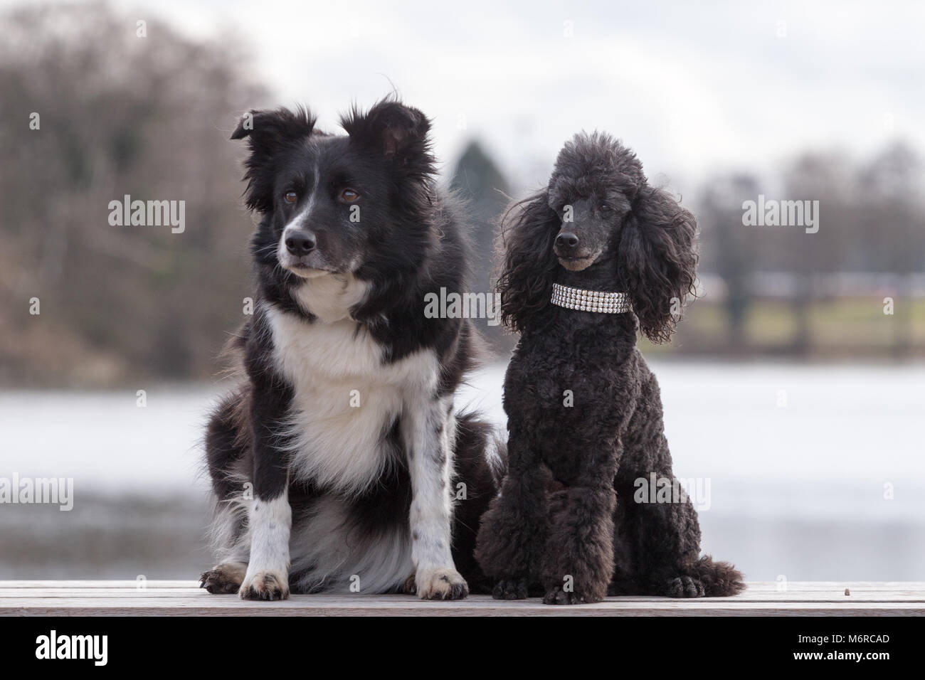 Border Collie and Miniature Poodle dogs, crufts Stock Photo