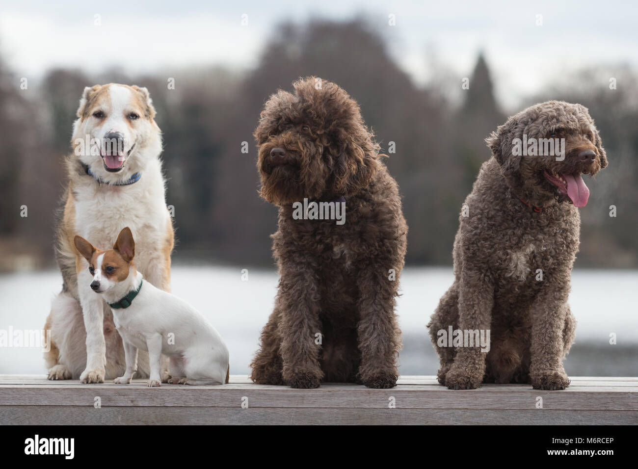 Pure breed dogs at Crufts 2018 uk Stock Photo