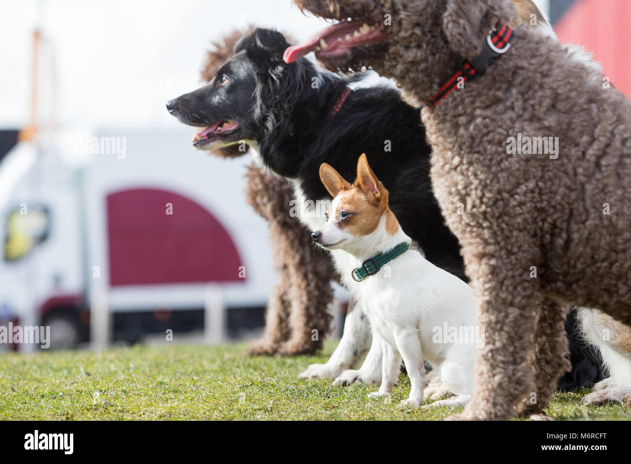 Small dog with large dogs, Papillon and Jack Russell cross Stock Photo