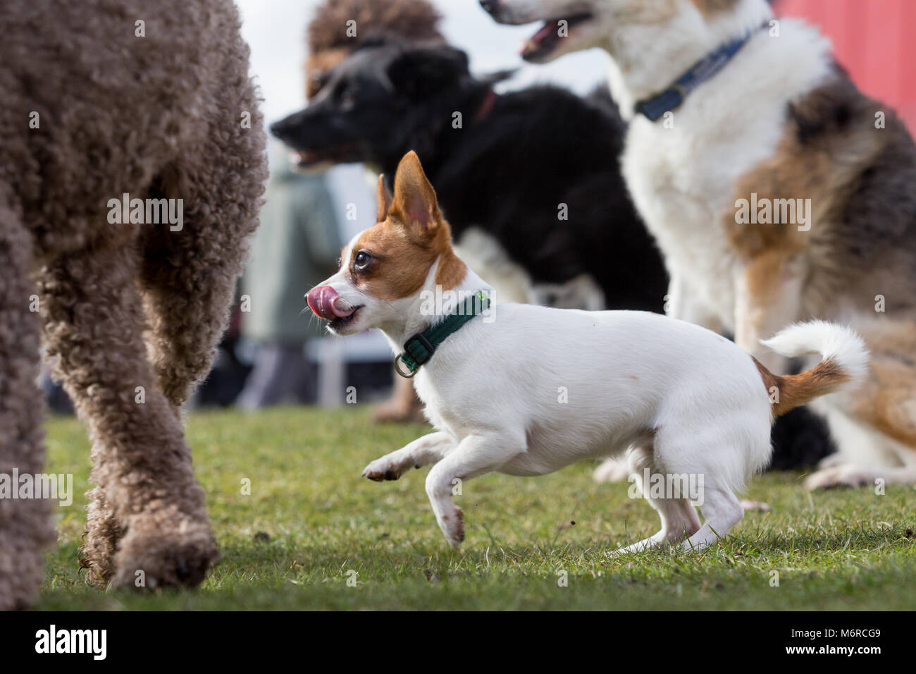 Small dog with large dogs, Papillon and Jack Russell cross Stock Photo