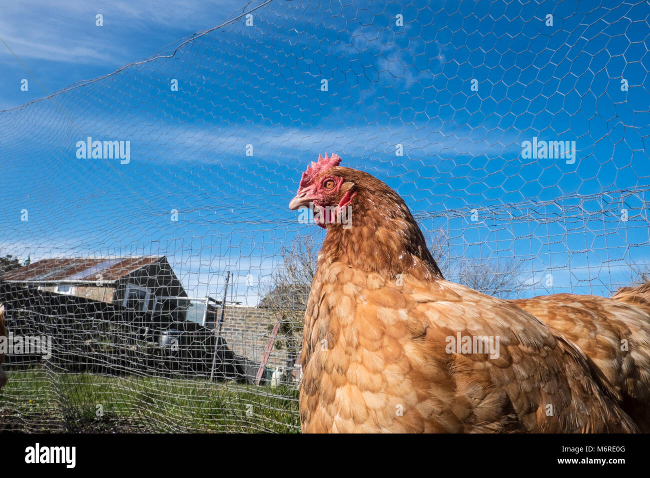 Llansaint, Carmarthenshire, Wales, UK. 6th March, 2018. UK Weather: Backyarden garden chicken hens having endured recent freezing conditions out in the sun. Today basking in the sun with, more spring conditions, temperatures of 7 degrees centigrade in village of Llansaint,Carmarthenshire,Wales U.K.The brown hens are Warren breed and white one is Light Sussex.Part of a small flock of 7 birds.Model and property released as the birds are my property as is the garden. Credit: Paul Quayle/Alamy Live News Stock Photo