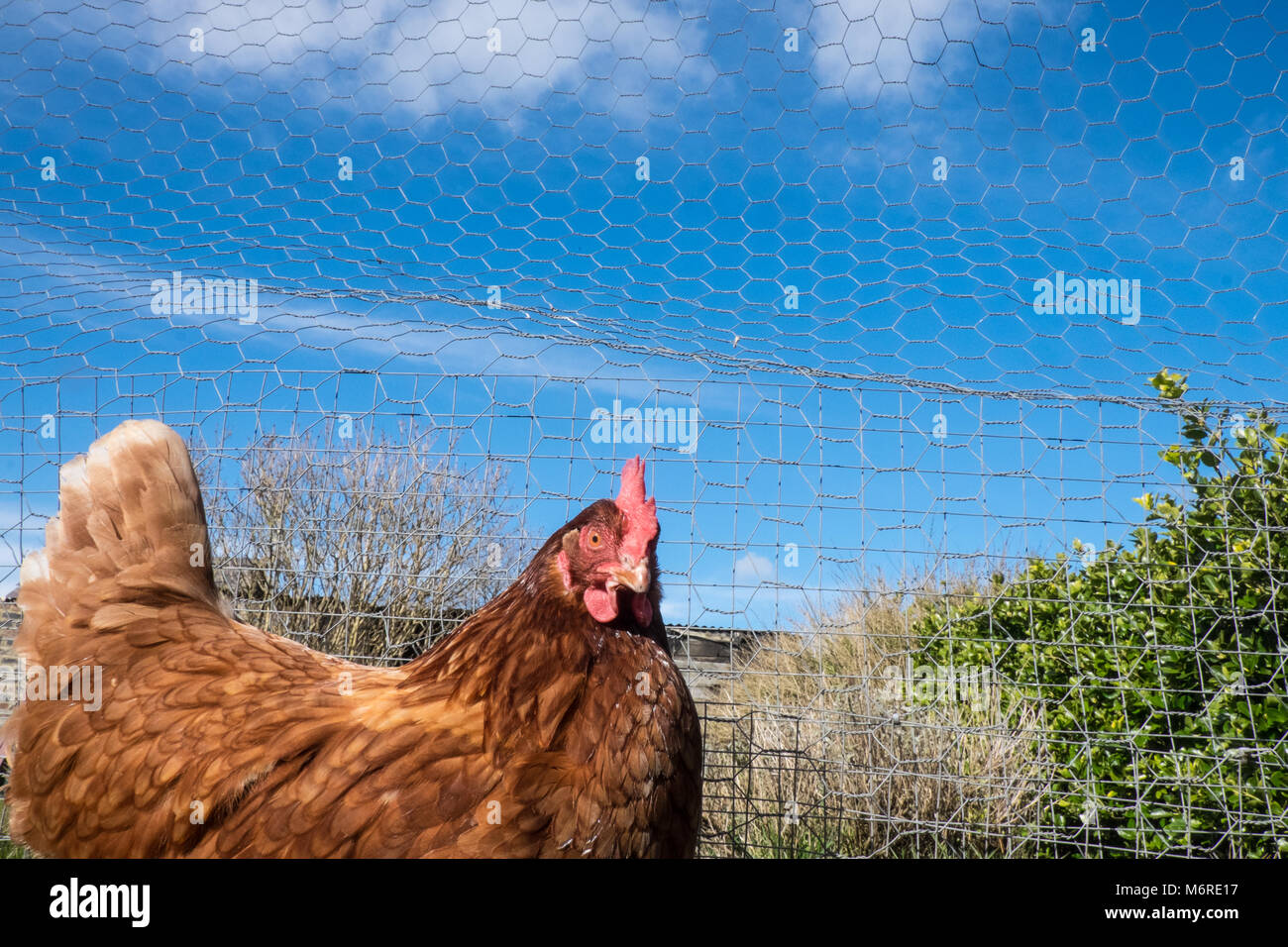 Llansaint, Carmarthenshire, Wales, UK. 6th March, 2018. UK Weather: Backyarden garden chicken hens having endured recent freezing conditions out in the sun. Today basking in the sun with, more spring conditions, temperatures of 7 degrees centigrade in village of Llansaint,Carmarthenshire,Wales U.K.The brown hens are Warren breed and white one is Light Sussex.Part of a small flock of 7 birds.Model and property released as the birds are my property as is the garden. Credit: Paul Quayle/Alamy Live News Stock Photo