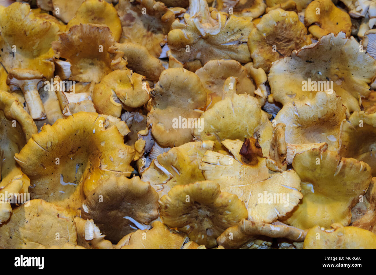 Seattle, Washington. Pike Place Market. Chanterelle mushrooms on