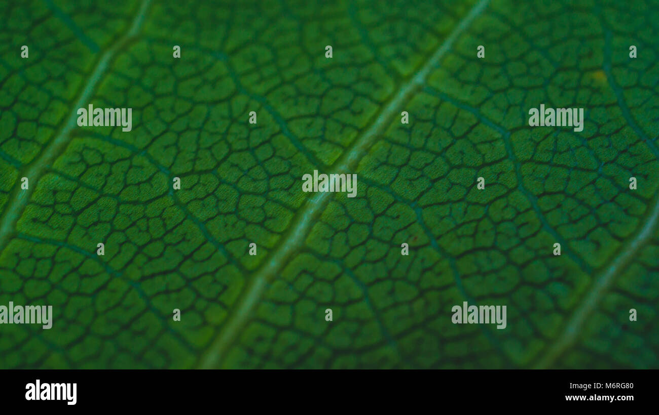 Green leaf vein texture background. Macro look of leaf texture Stock ...