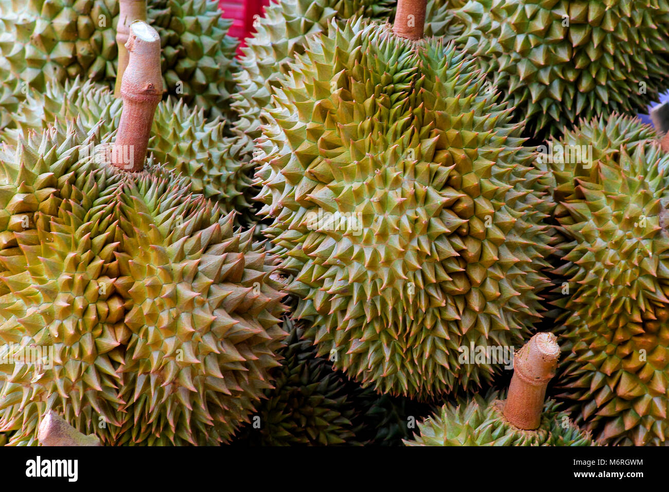 Fresh durian fruit. King of fruit which has specific smell Stock Photo