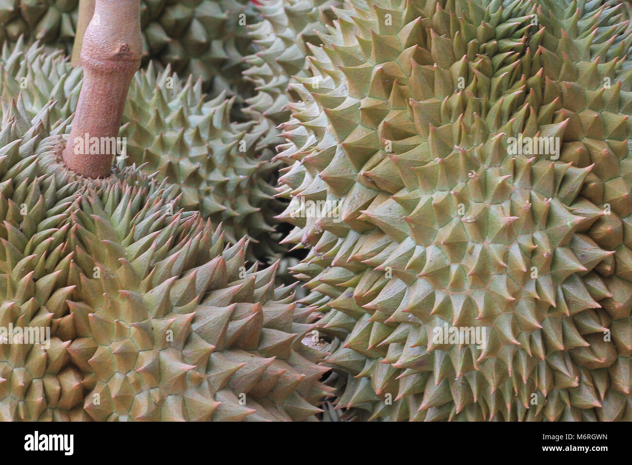 Fresh durian fruit. King of fruit which has specific smell Stock Photo