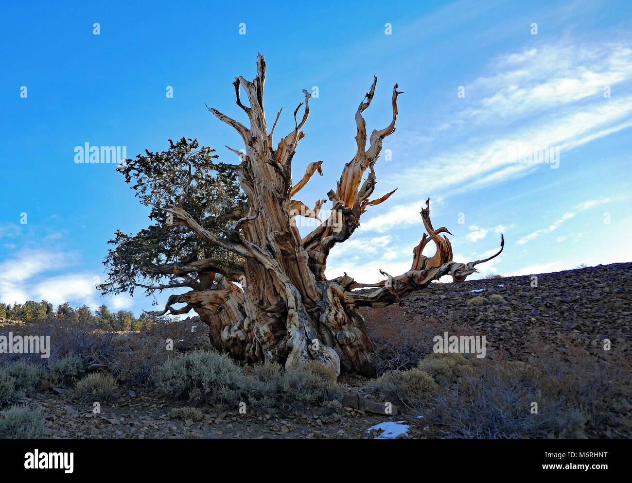 Ancient Bristlecone Pine Tree, 4000 years old, Schulman Grove, White Mountains, California, November, 2017 Stock Photo