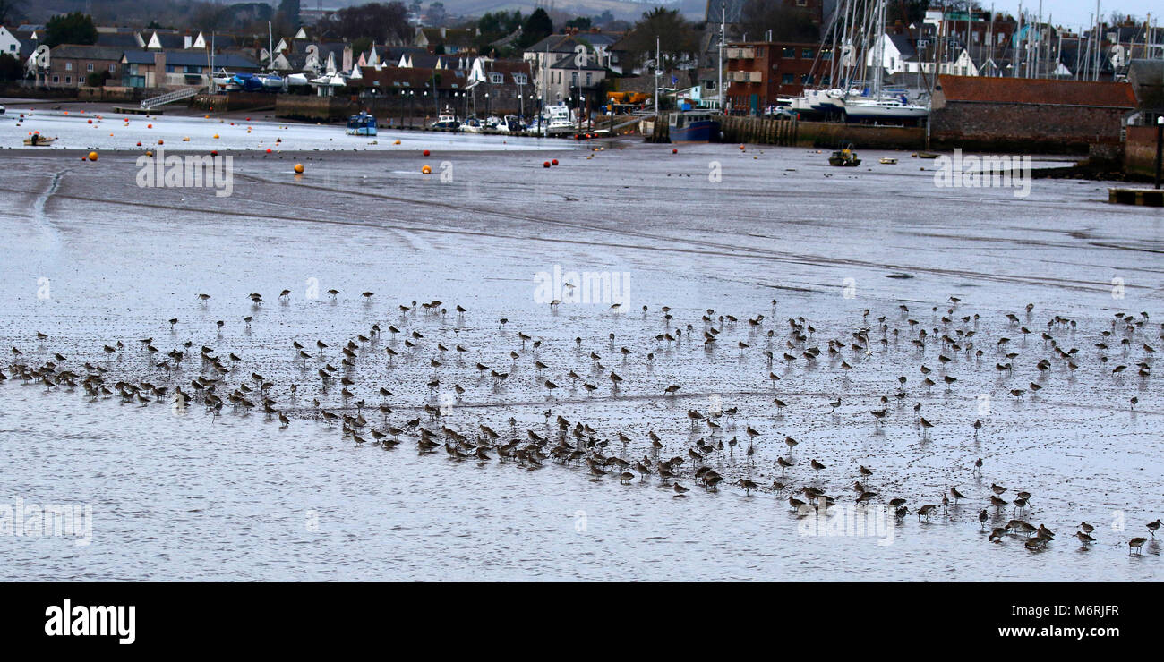 Bird watching cruise on the River Teign leaving from Teignmouth Stock Photo