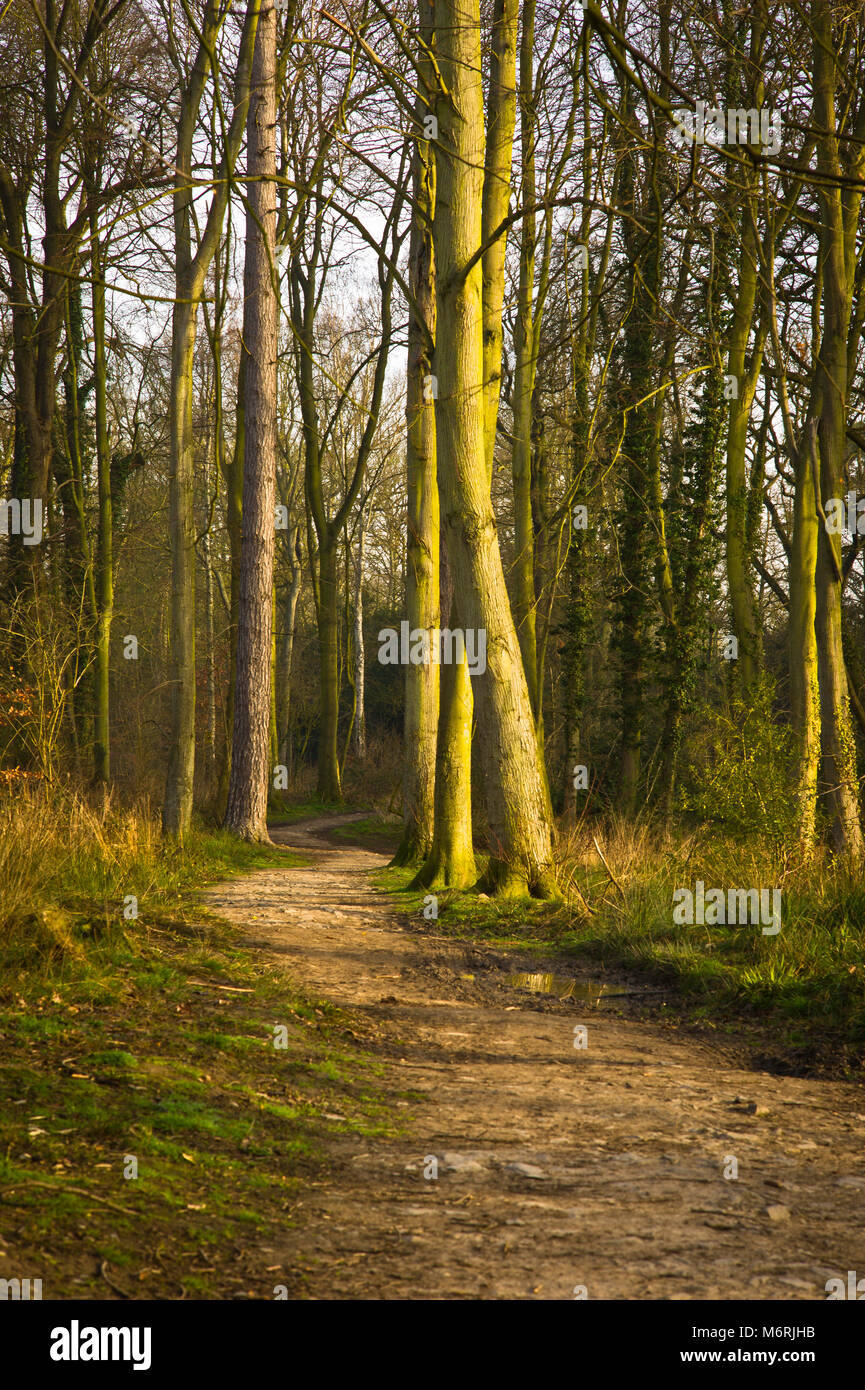 Swithland woods ,the wood is part of the Swithland Wood and The Brand SSSI, noted for both its Swithland woods ,the wood is part of the Swithland Wood and The Brand SSSI, noted for both its