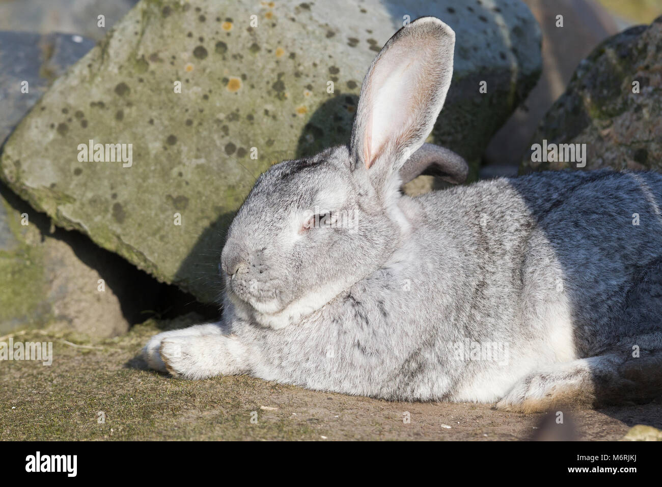 Purebred rabbit Belgian Giant resting outside in the sun, selective ...
