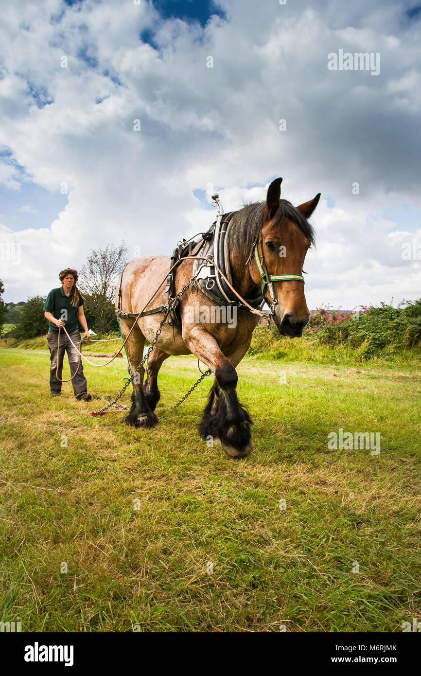 Horse harness uk hi-res stock photography and images - Alamy