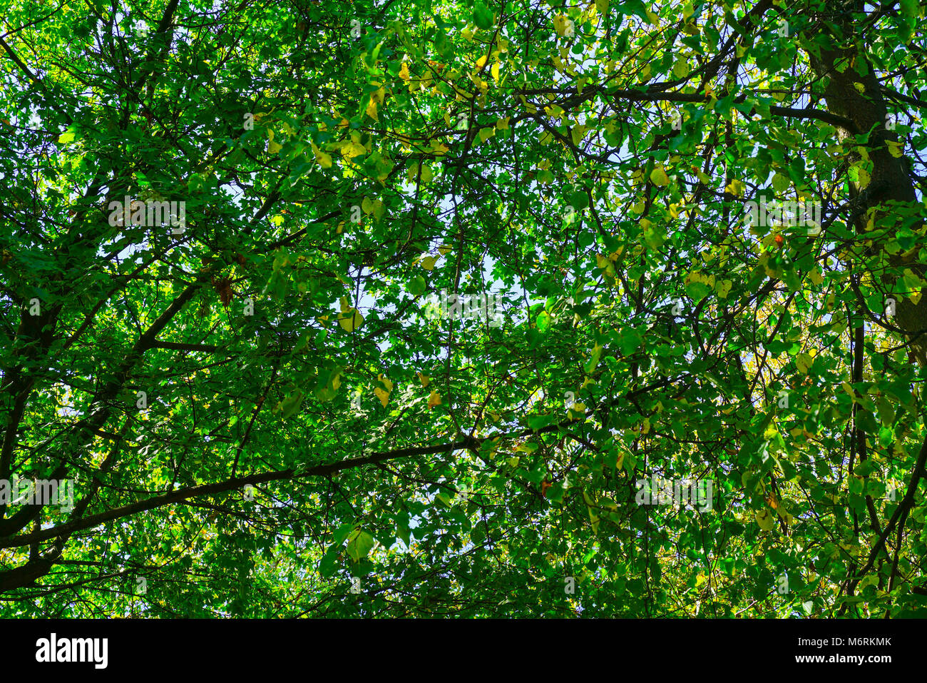 Tangled trees in background hi-res stock photography and images - Alamy