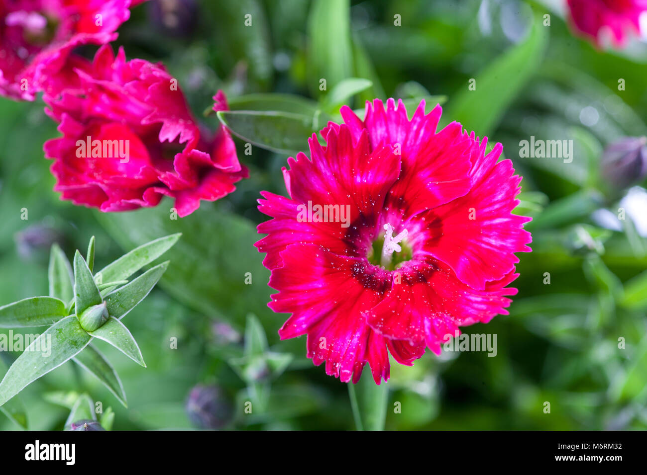 'Telstar' China Pink, Sommarnejlika (Dianthus chinensis) Stock Photo