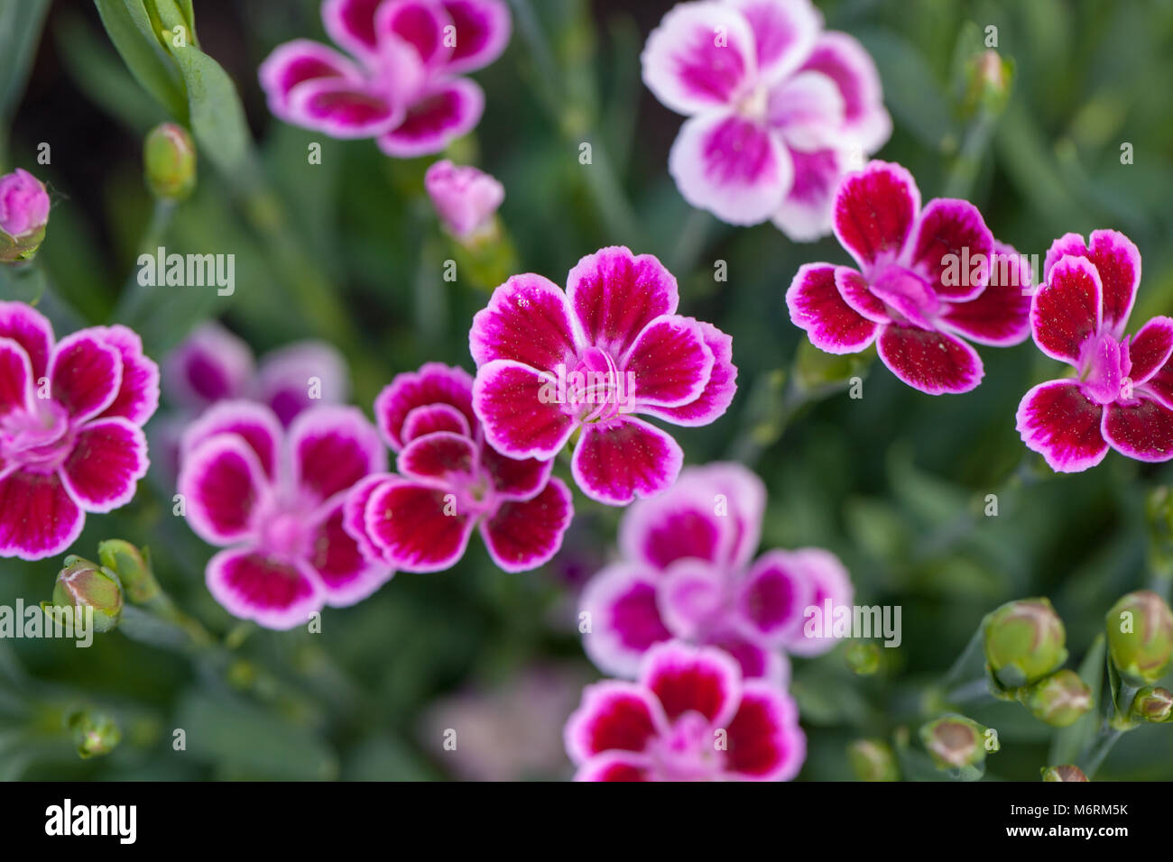 'Pink Kisses' Carnation, Trädgårdsnejlika (Dianthus caryophyllus) Stock Photo