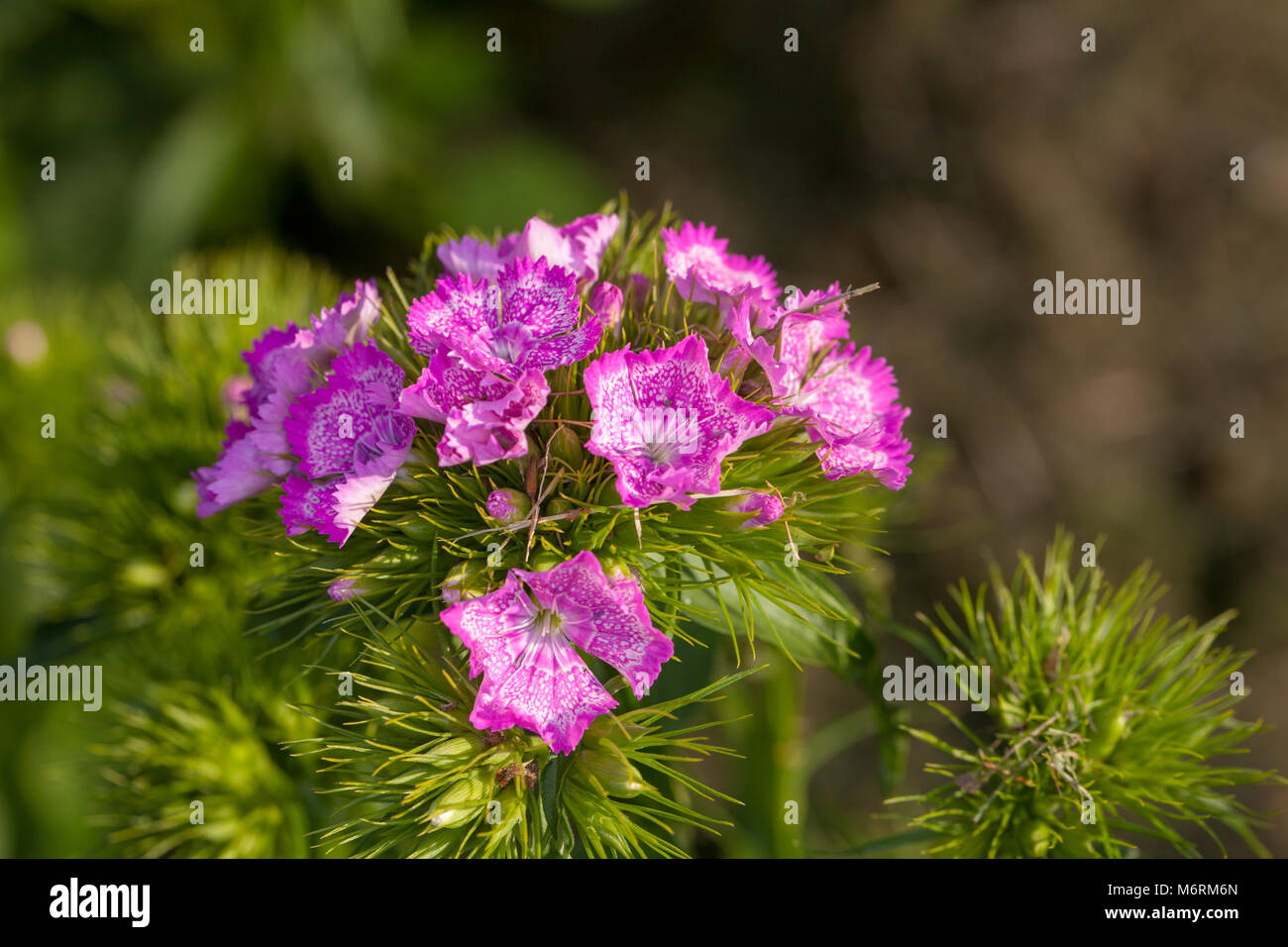 Sweet William, Borstnejlika (Dianthus barbatus) Stock Photo