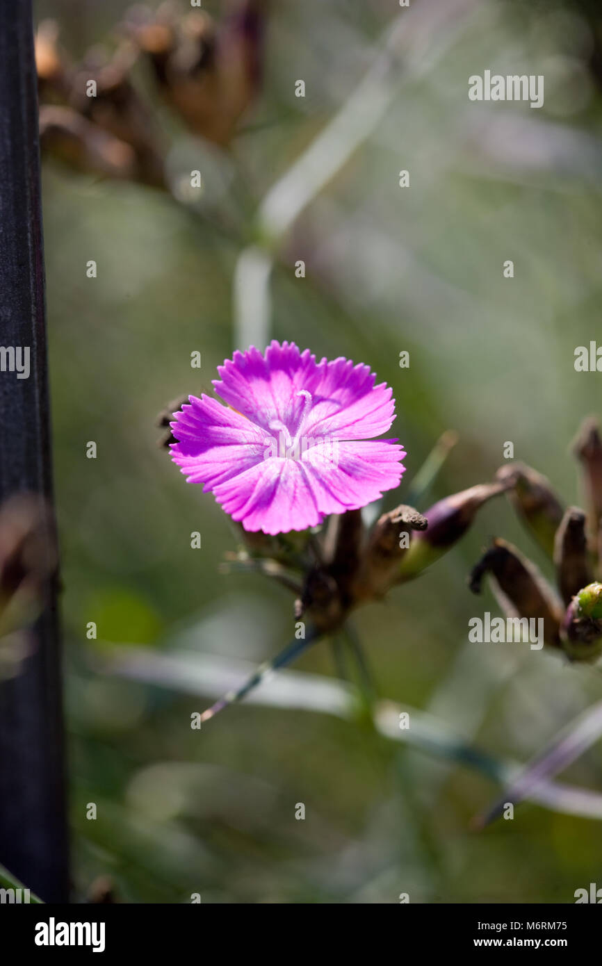 Ragged pink, Rosennejlika (Dianthus seguieri) Stock Photo