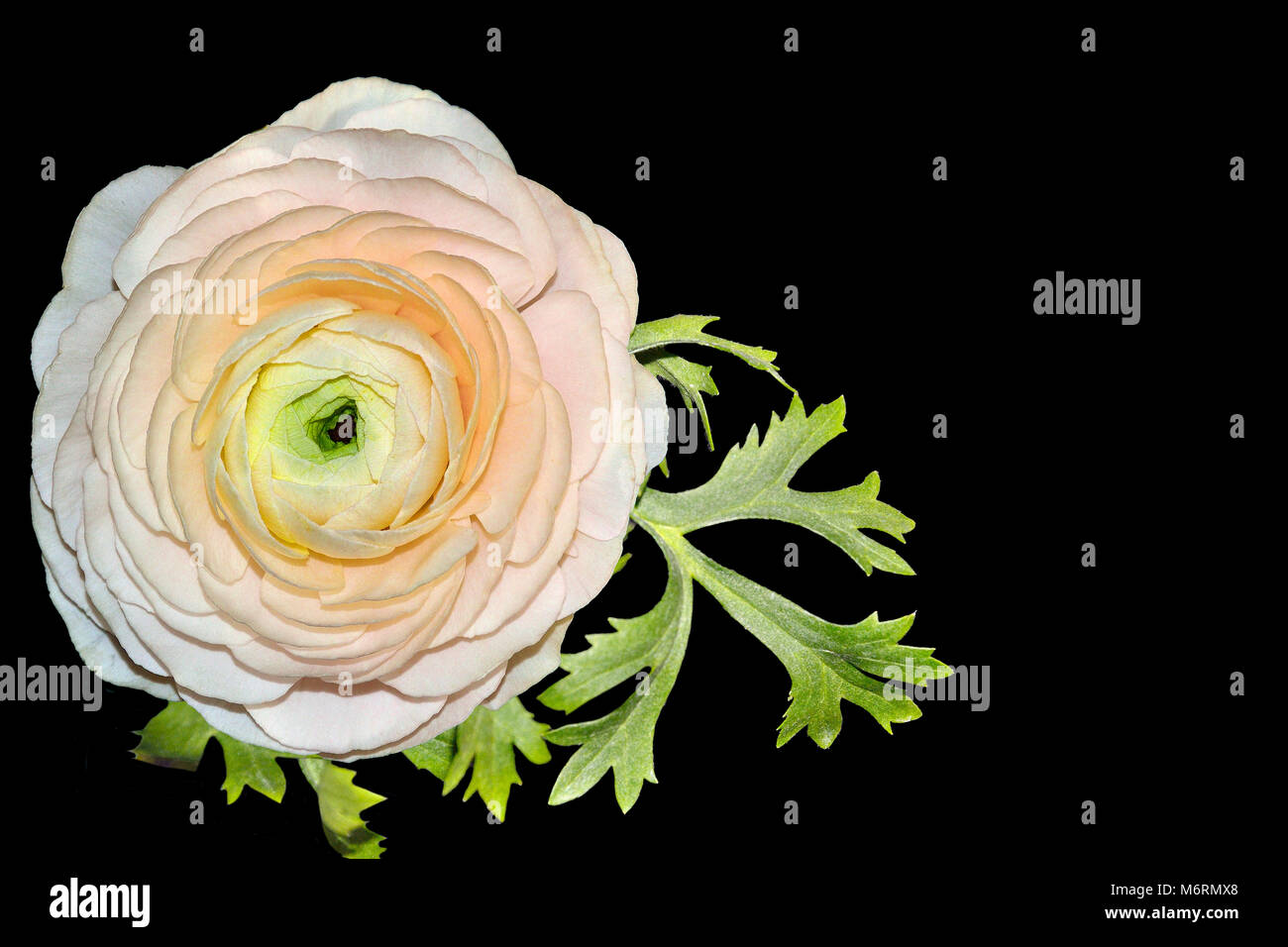 Beautiful single pale-pink ranunculus flower with green leaves close up,  isolated on black background with space for text - elegant detail for your f Stock Photo