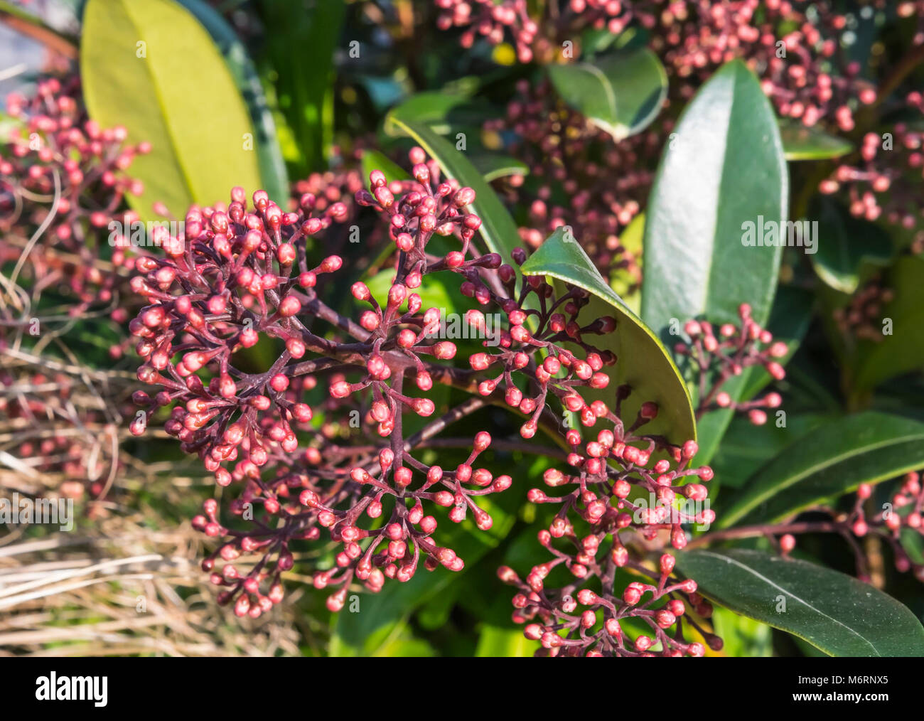 Skimmia japonica 'Rubella' shrub (Japanese skimmia) growing in Winter in the UK. Stock Photo