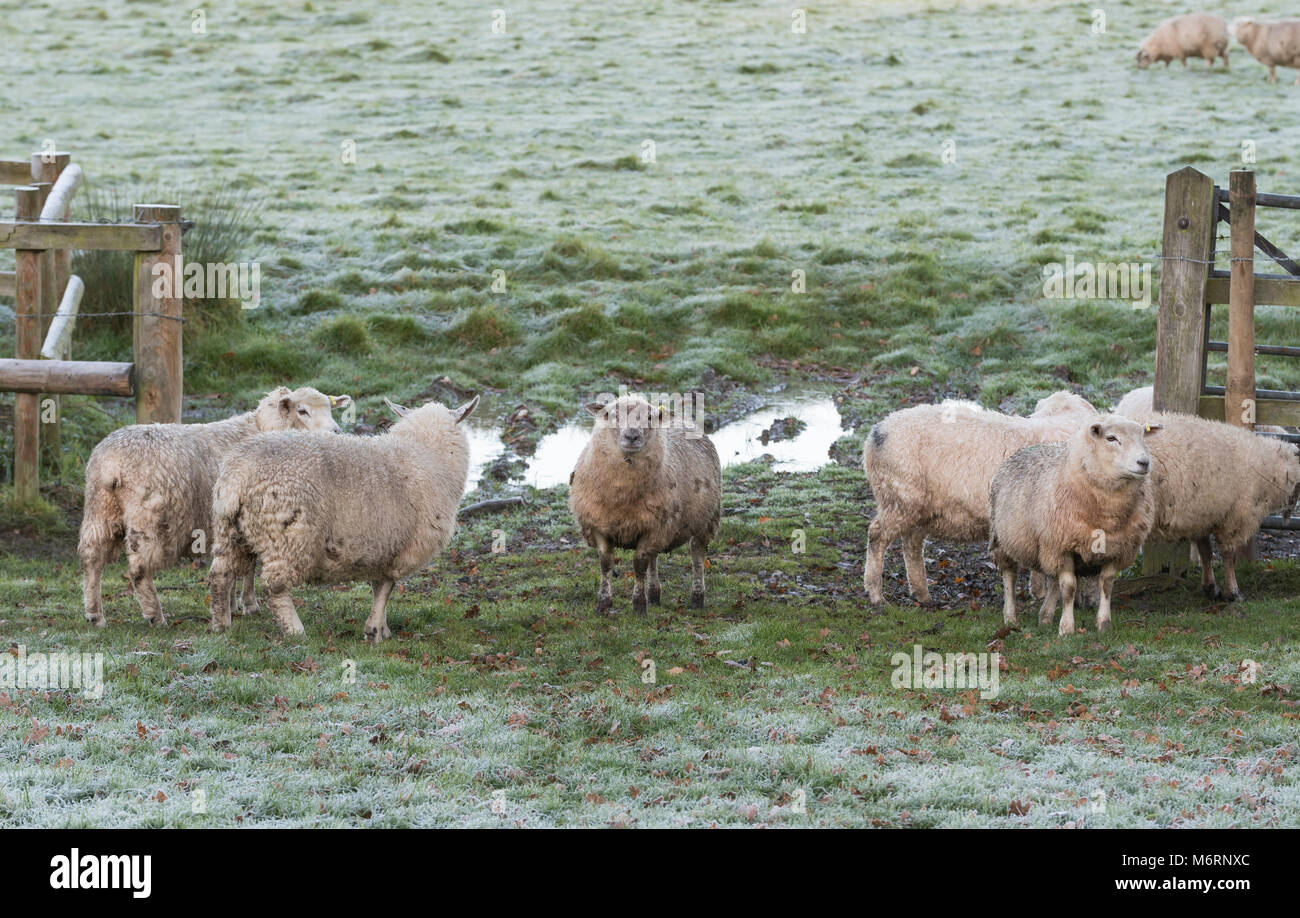 Sheep in a field covered in frost on a cold Winter morning in England, UK. Stock Photo