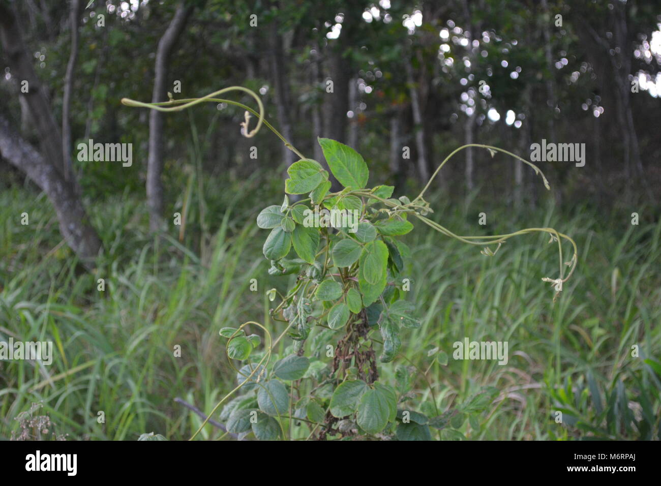 Green leaves and Twisting stems of Railroad vine or Morning Glory making a statement in an Australian Bush setting Stock Photo