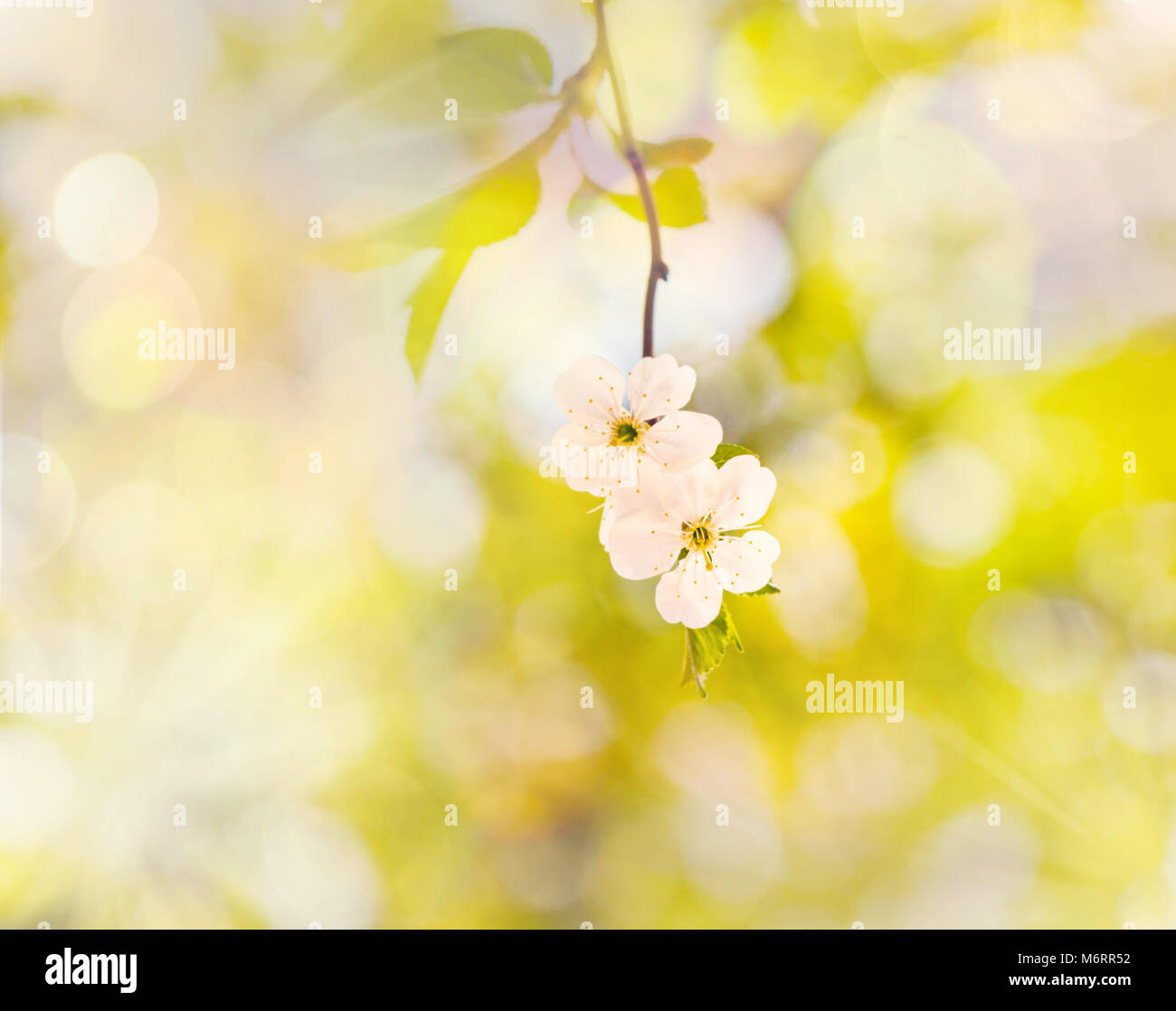 Pretty cherry blossom twig at sunny happy weather Stock Photo