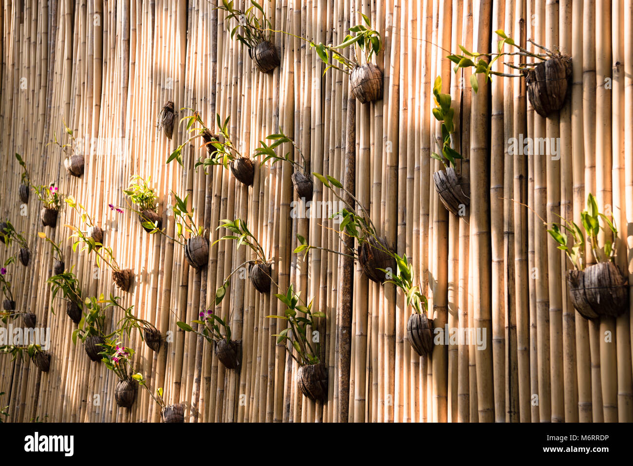 Decorative wall of bamboo with green plants Stock Photo Alamy