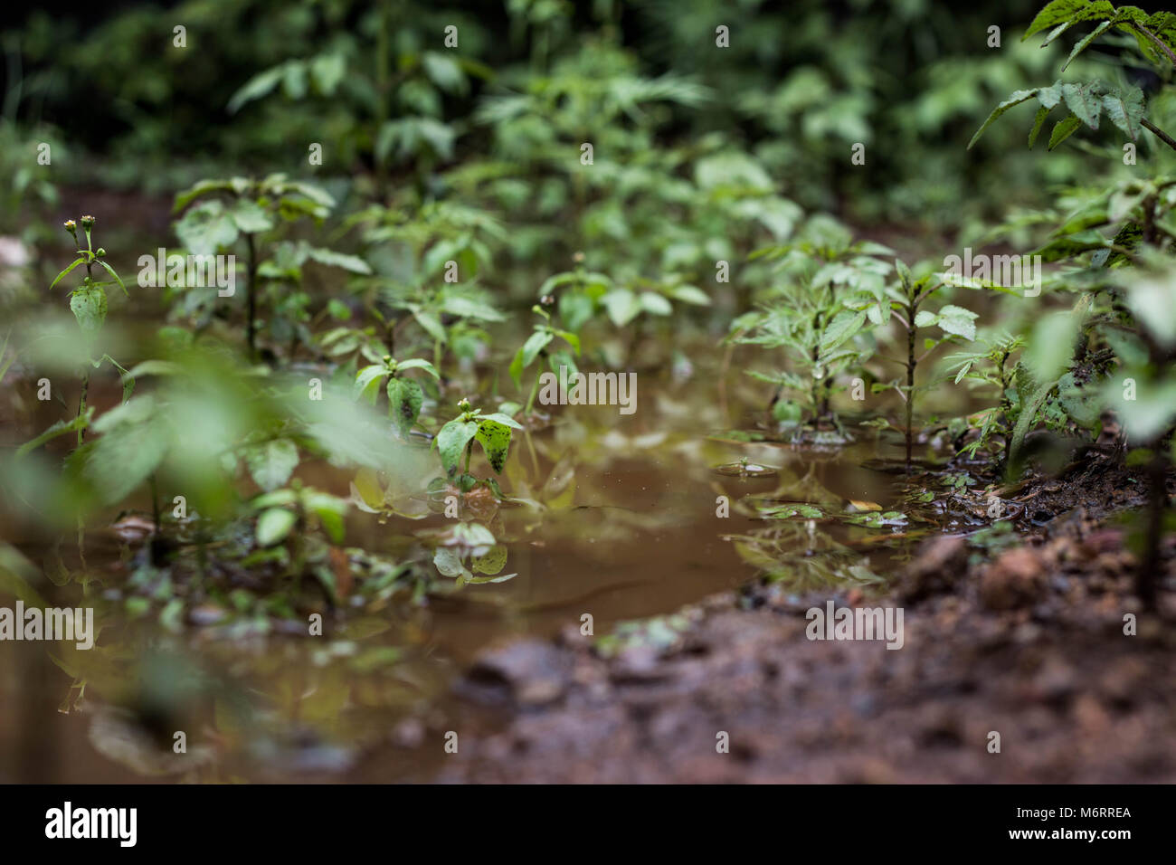 Green weeds hi-res stock photography and images - Alamy