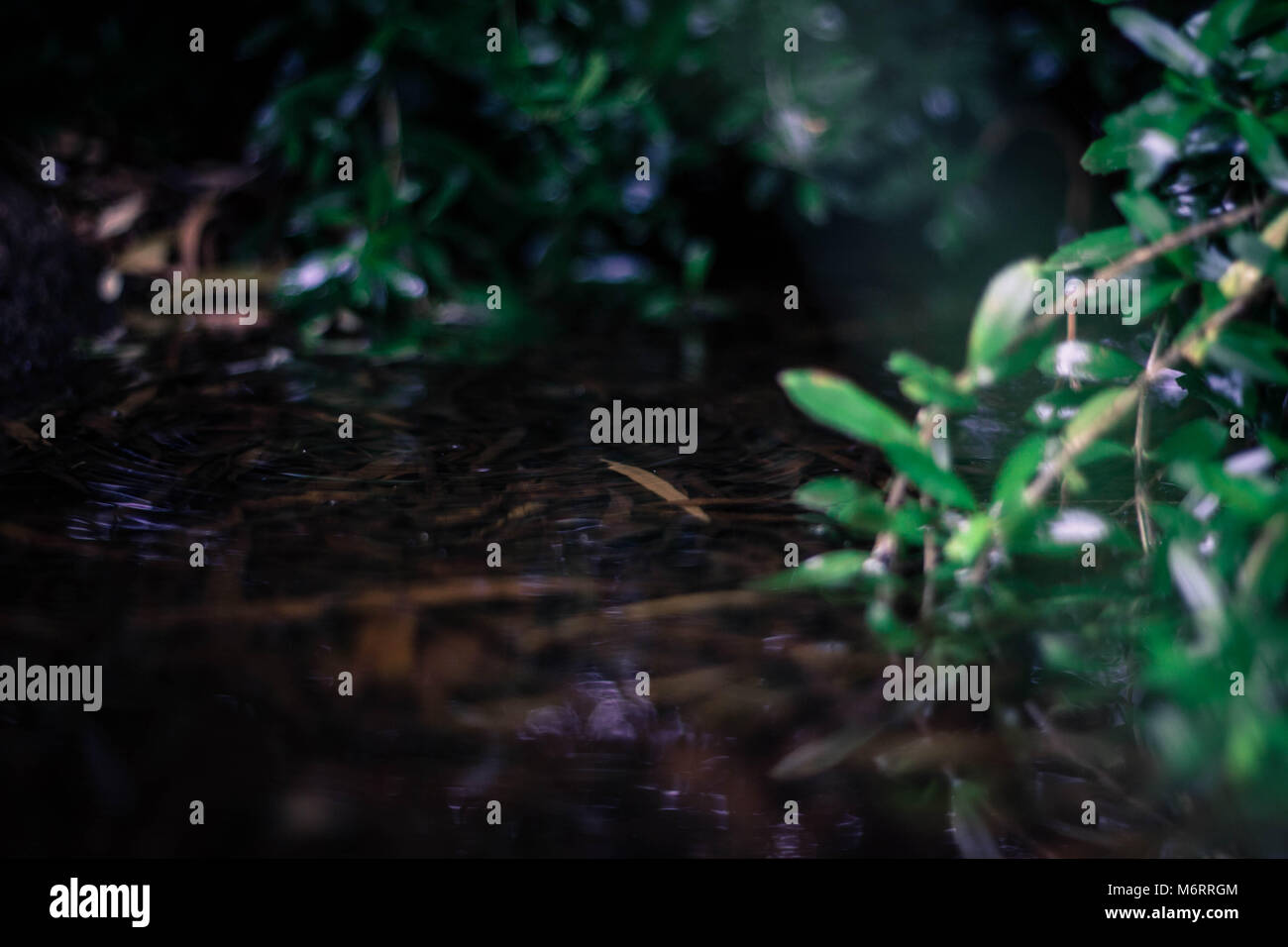 Pretty Weeds High Resolution Stock Photography and Images - Alamy