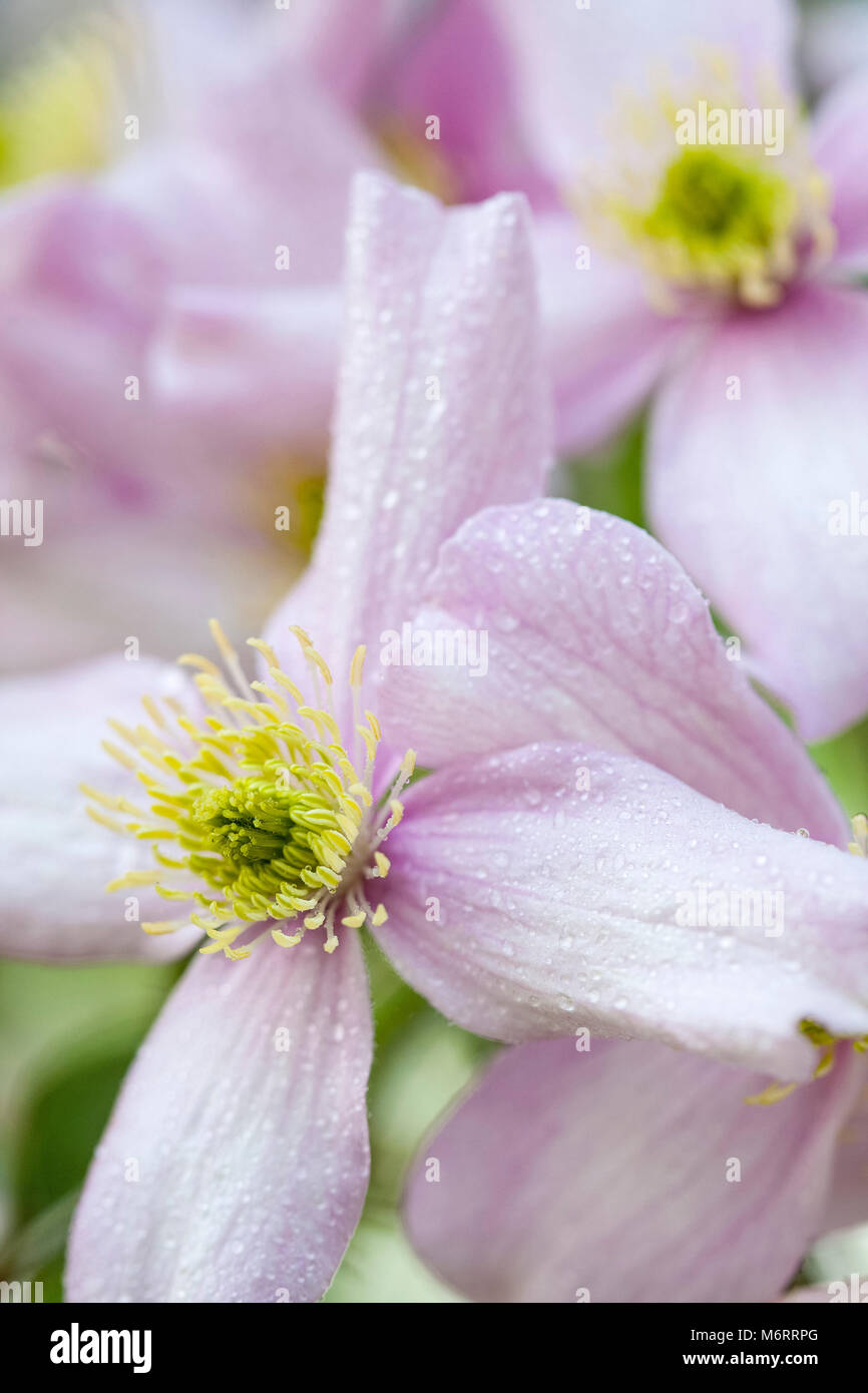 Clematis montana 'Pink Perfection' Stock Photo Alamy