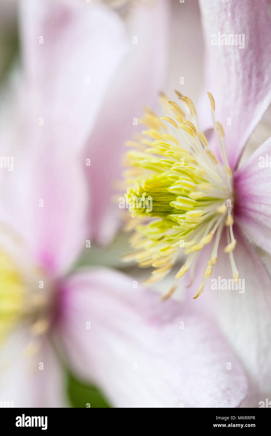 Clematis montana 'Pink Perfection' Stock Photo Alamy