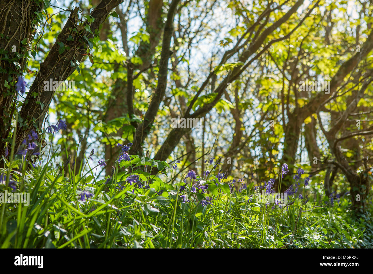Bluebells in woods near Carbis Bay, Cornwall, Uk Stock Photo