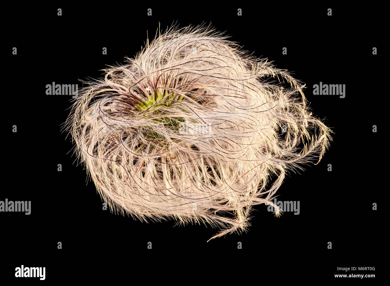 Seed Heads of Clematis macropetala 'Lagoon' Stock Photo