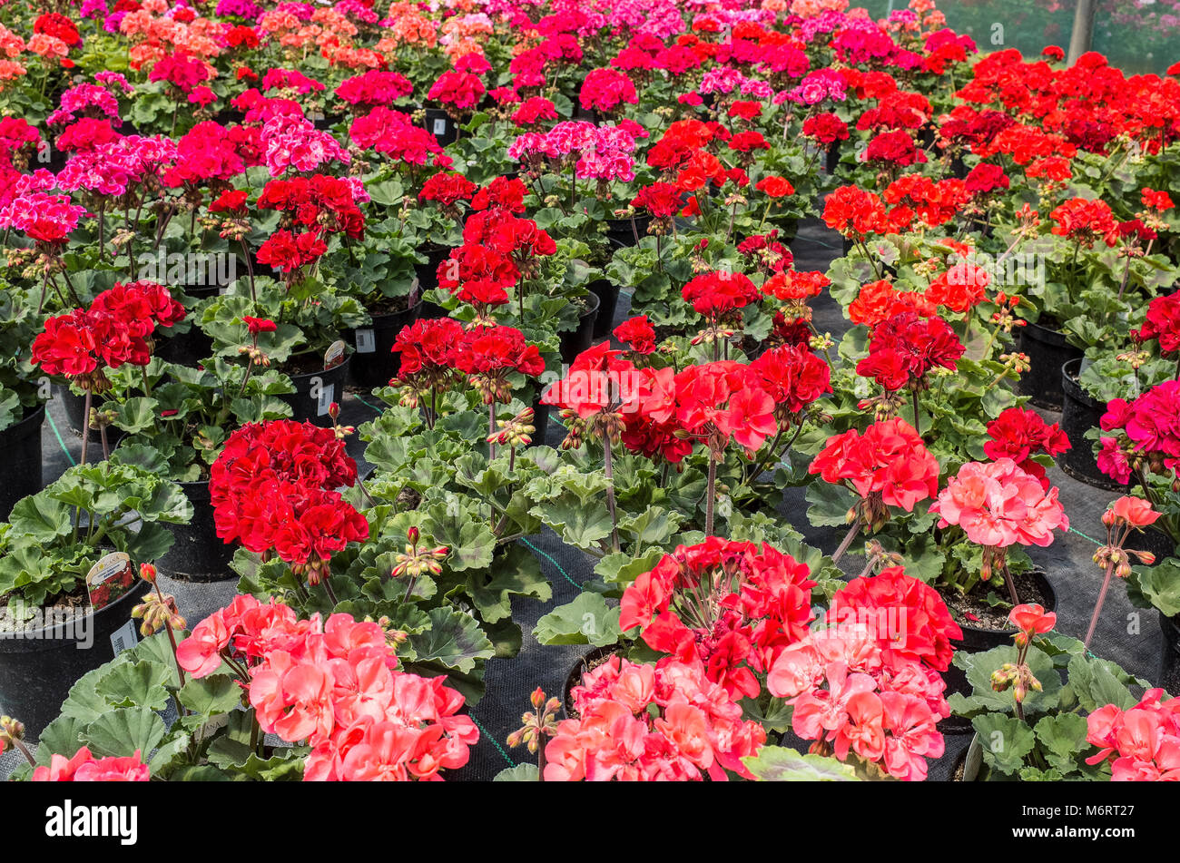 Potted Geraniums for sale in Garden Center Stock Photo