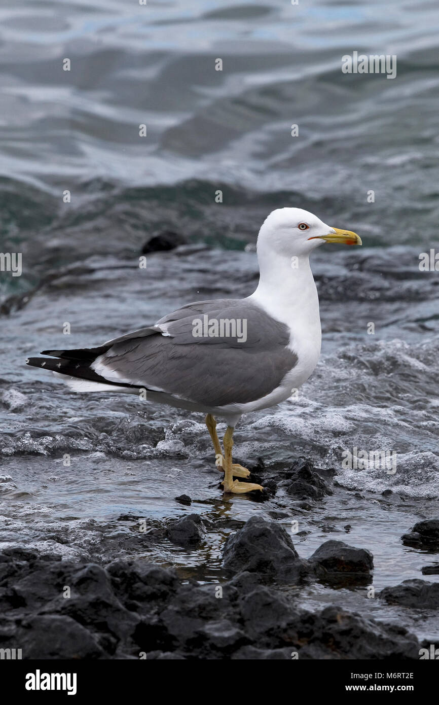 Yellow-legged Gull (Larus michahellis atlantis) Stock Photo