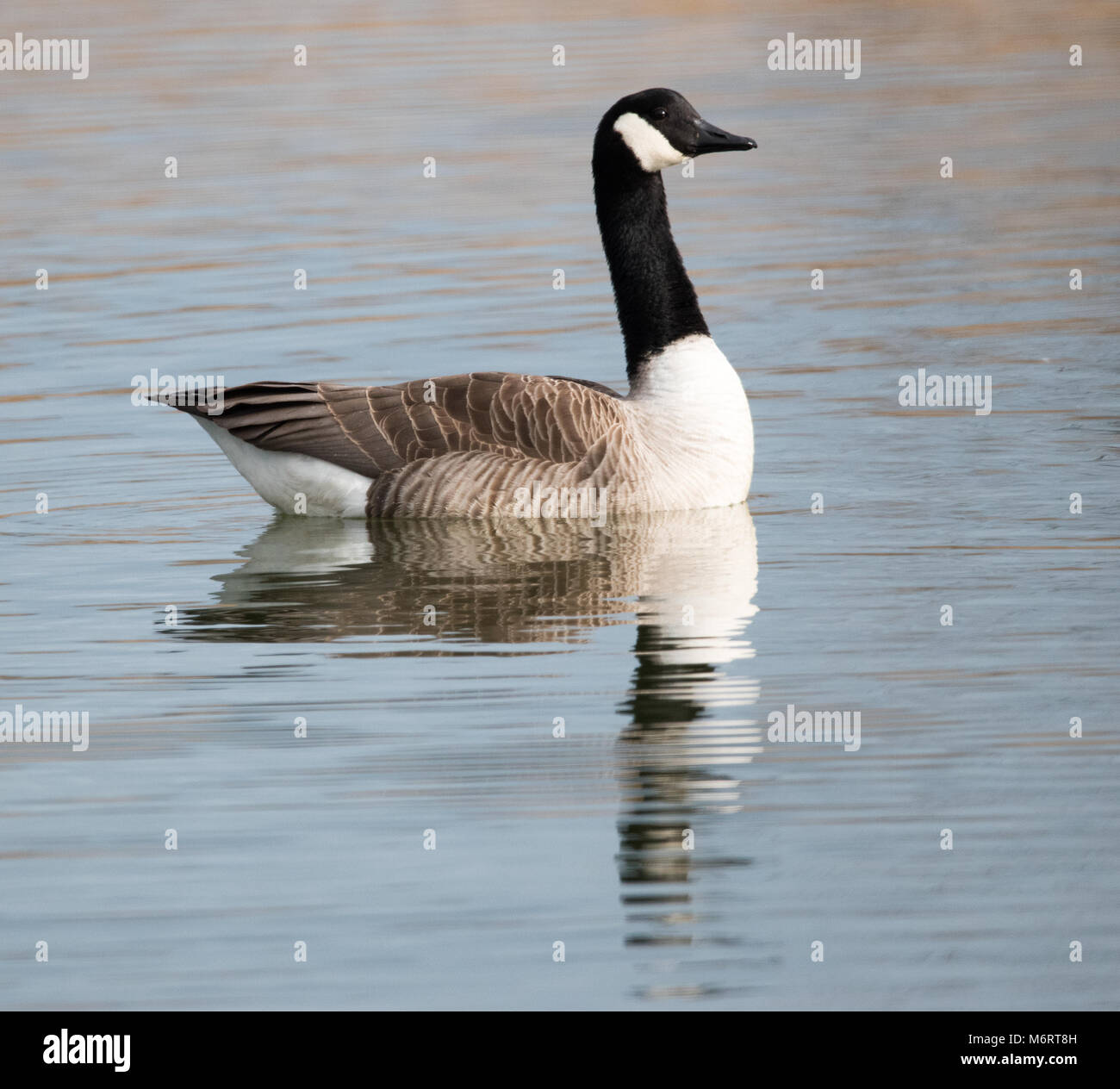 Canada goose branta canadensis pronunciation Clearance