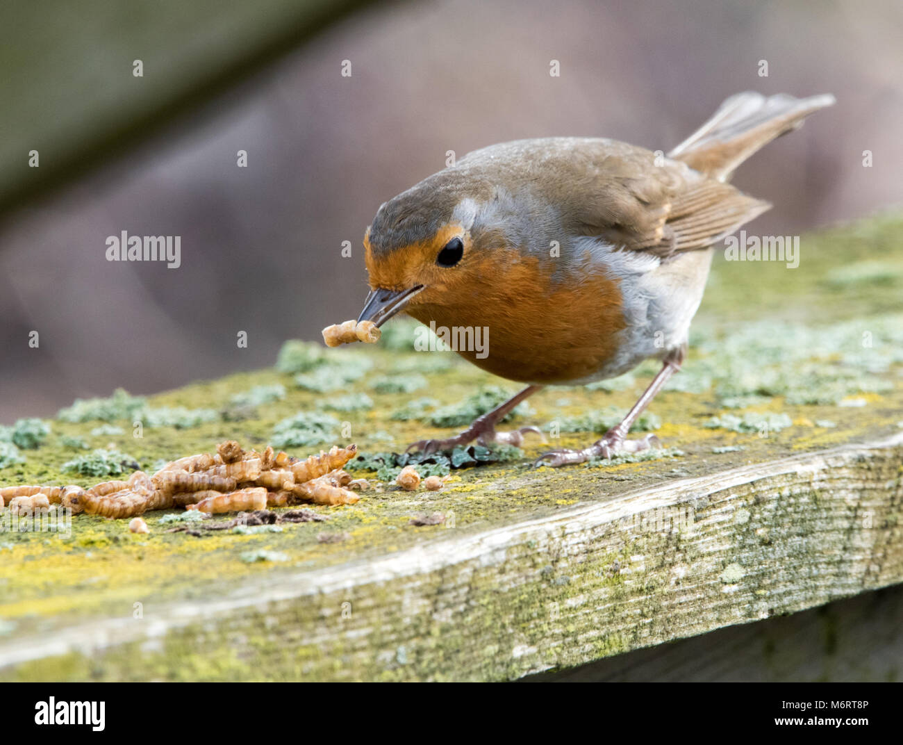 European Robin eating Mealworms Stock Photo Alamy