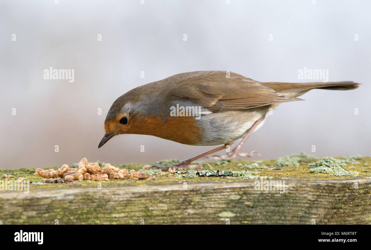 European Robin eating Mealworms Stock Photo Alamy