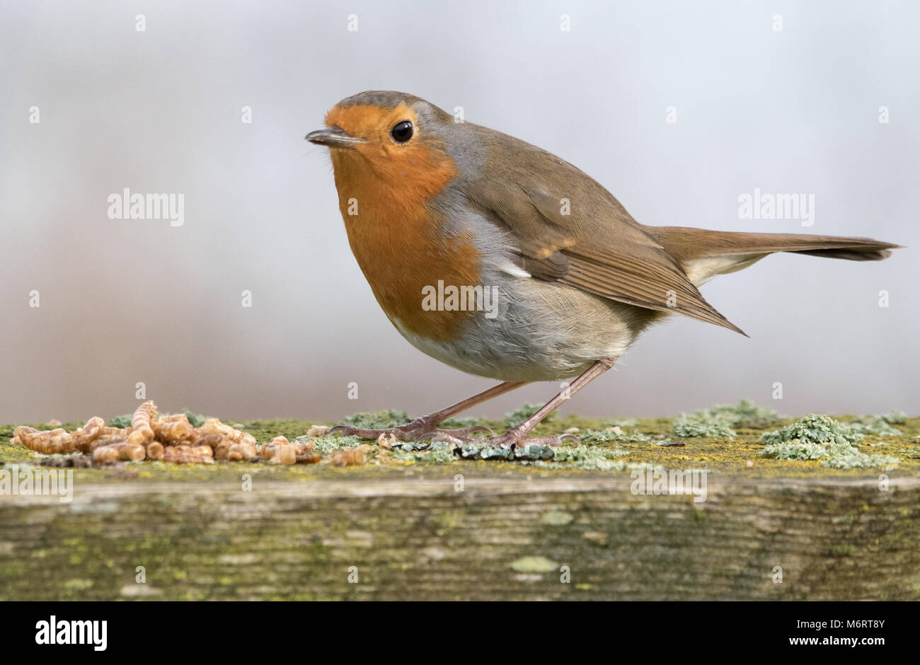 European Robin eating Mealworms Stock Photo Alamy
