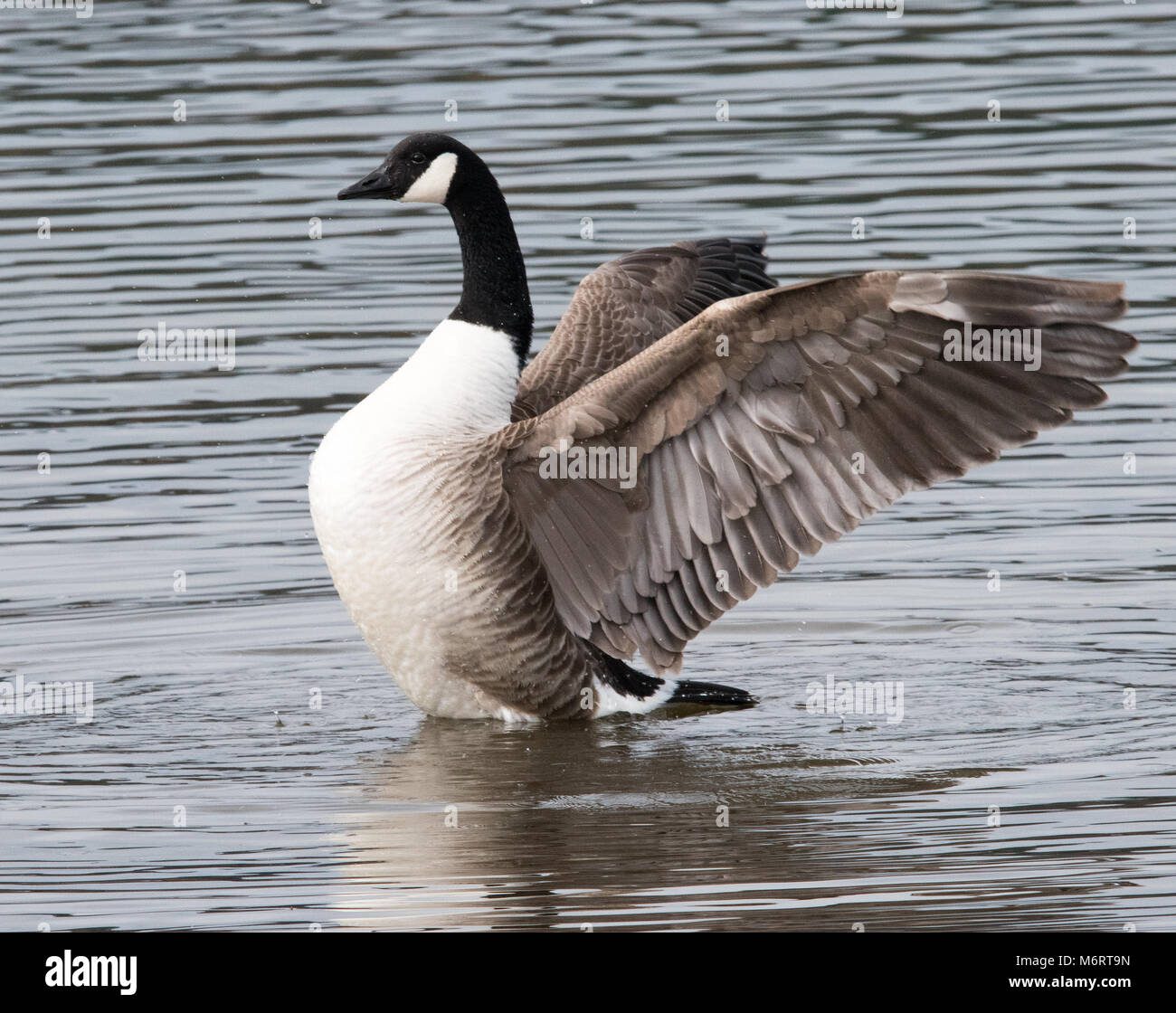 Canada Goose ( Branta canadensis Stock Photo - Alamy