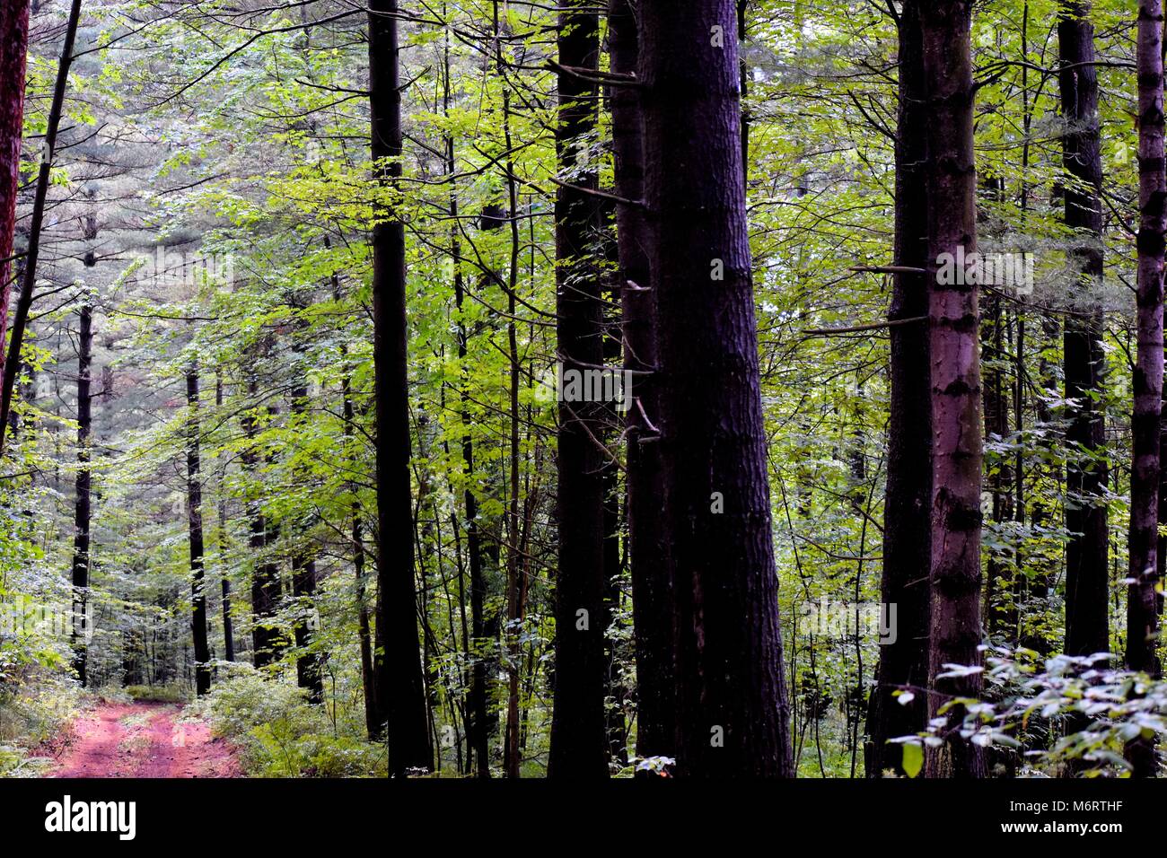 An multiuse trail in the Brasher Falls State Forest stretches through