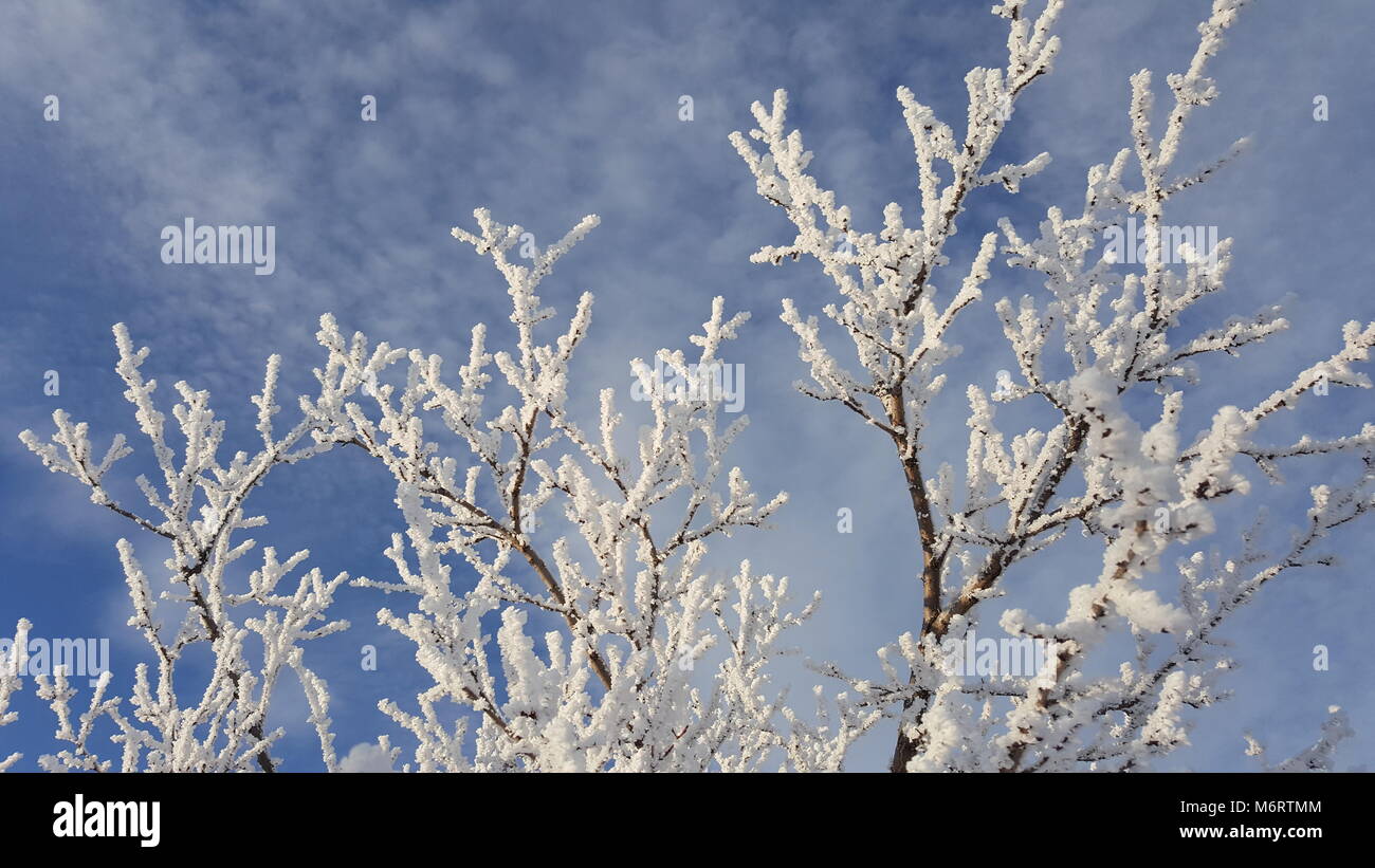 Snow on the tree branches. Winter View of trees covered with snow. The ...